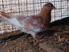 Samara Cross Pigeon