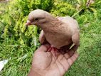 Pigeons