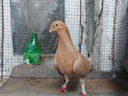 Samara Female Pigeon
