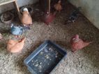 Samara King Pigeon