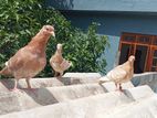 Samara konda chicks (petaw)