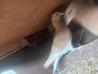 Samara Pigeon