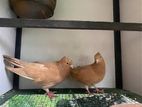 Samara Konda Pigeon