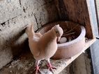 Samara Pigeon