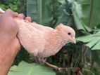 Samara Pigeon