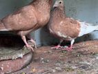 Samara Pigeon