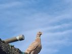 Pigeons