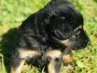 Rottweiler Dog