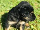 German Shepherd Puppy