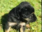 Rottweiler Puppy