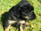 Rottweiler Puppy