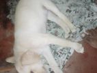 Labrador Puppy
