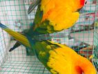 Sun Conures