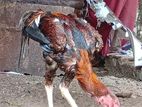 Shamo Rooster