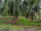 Sampaltivu Coconut Land for Sale