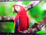 Samsung 3D Smart TV 55"