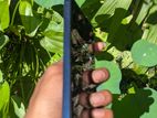 Samsung Galaxy M15 (Used)