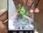 Samsung Galaxy S10 Plus 12/512GB (Used)