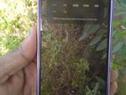 Samsung Galaxy S21 5G (Used)