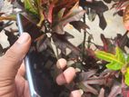 Samsung Galaxy S21 Ultra (Used)