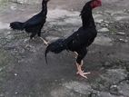 Samush Rooster