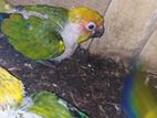 San Conure Chicks