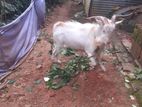 San Male Goat