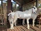 Sanan Goats