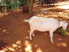 Sanaal Goat
