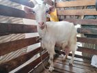 Sanan Goat Female