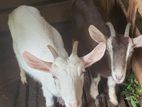 Sanaan Goats