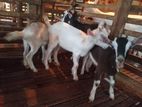 Sanahan Goats