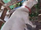 Saanen Goats