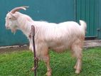 Sanan Male Goat