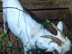Sanan Male Goat