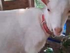 Sanaan Male Goat
