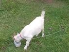 Sanan Male Goat