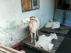 Farm Goat
