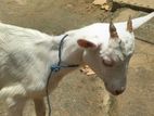 Sanal Female Goat