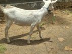 Sanan Female Goat