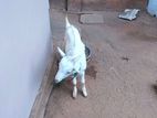 Sanal goat