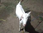 Farm Goats