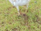 sanal kalappu kiday