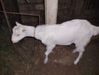 Saanen Goat
