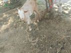 sanal kidaay kutty