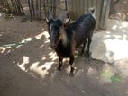 Sanal Kidai Aadu