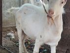 Farm Goats