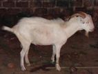 Farm Goat