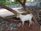 Jampnamari Goat