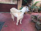 Sanal Male goat